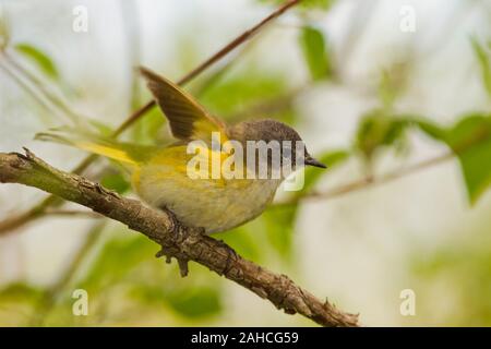 La Paruline flamboyante (Setophaga ruticilla), femme, plumage nuptial Banque D'Images