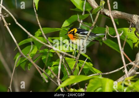 Paruline à gorge orangée (Dendroica fusca), homme, plumage nuptial Banque D'Images