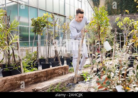 Jeune amateur de jardin est la culture de plantes en pot en serre chaude Banque D'Images