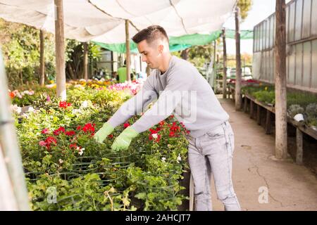 Portrait de jeune fleuriste qualifiés engagés dans la culture du géranium en pot dans les émissions de Banque D'Images