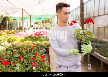 Portrait de jeune fleuriste qualifiés engagés dans la culture du géranium en pot dans les émissions de Banque D'Images