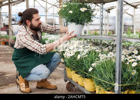 Portrait d'homme engagé dans l'entreprise hothouse travaillant avec des marguerites africaines dans des pots Banque D'Images