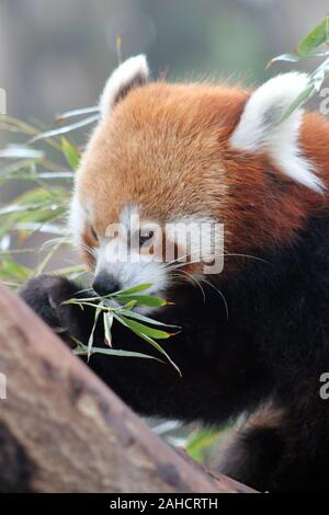 Panda rouge en Chine (Ailurus fulgens) Banque D'Images