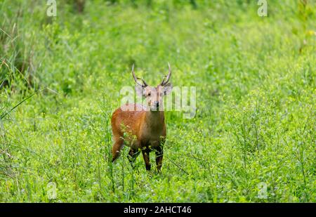 Les Indiens de sexe masculin (Hyelaphus deer hog porcinus) avec bois debout en vert sous-bois, le parc national de Kaziranga, Assam, nord-est de l'Inde Banque D'Images