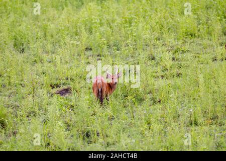 Les Indiens de sexe masculin (Hyelaphus deer hog porcinus) avec bois debout en vert sous-bois, le parc national de Kaziranga, Assam, nord-est de l'Inde Banque D'Images