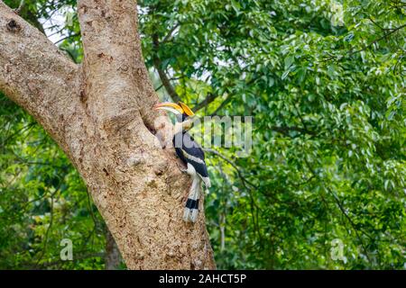 Indien grand calao (Buceros bicornis) perché par son nid dans un tronc d'arbre dans le parc national de Kaziranga, Assam, nord-est de l'Inde Banque D'Images