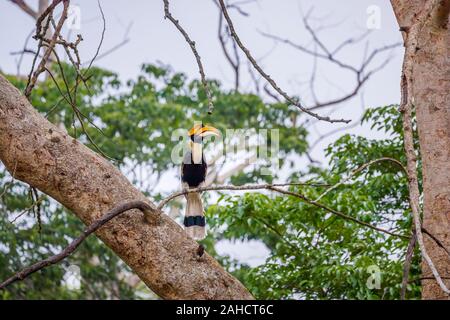 Indien grand calao (Buceros bicornis) perché sur une branche d'arbre dans le parc national de Kaziranga, Assam, nord-est de l'Inde Banque D'Images