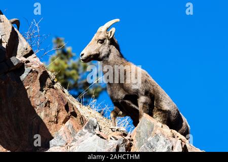 Mouflons pâturage sur l'herbe de la montagne et de la mousse sur les hautes falaises de Waterton Canyon Colorado en hiver Banque D'Images