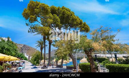 Le Pine walk longe le front de mer et plage, et s'exécute sous les pins à Port de Pollença, à Majorque, Espagne, Banque D'Images