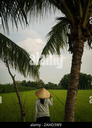 Femme vietnamienne avec chapeau conique encadré par des palmiers regardant les rizières, Can Tho , Vietnam Banque D'Images