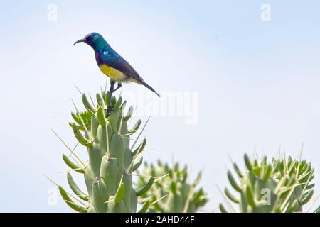 (Nectarinia venusta Variable Sunbird) mâle perché au sommet d'un cactus, le lac Elementaita, Kenya. Banque D'Images