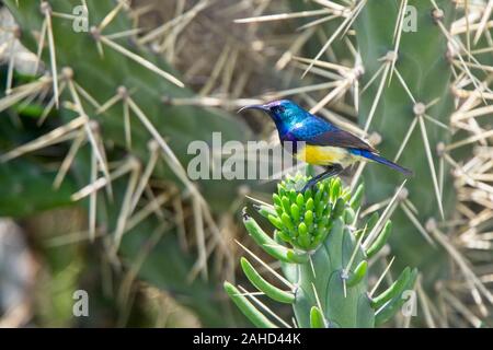 (Nectarinia venusta Variable Sunbird) mâle perché au sommet d'un cactus, le lac Elementaita, Kenya. Banque D'Images