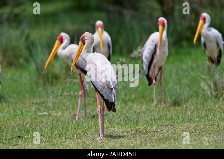 Yellow-billed Stork (Mycteria ibis), lac Elementaita, et de la vallée du Rift, au Kenya. Banque D'Images