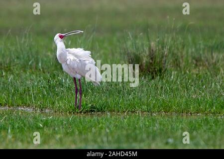 Spatule d'Afrique (Platalea alba), le lac Elementaita, et de la vallée du Rift, au Kenya. Banque D'Images