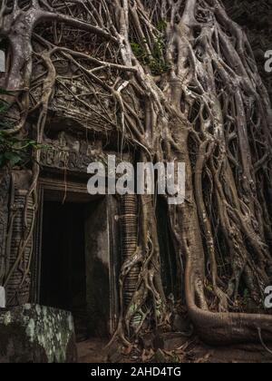 Moody Ta Prohm temple (temple tombeau raider) près d'Angkor Wat dans l'ancienne ville d'Angkor surgrandi avec des racines d'arbres massives Banque D'Images