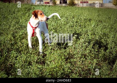 Beau chiot blanc et brun debout sur un chemin entouré de gazon sur le terrain Banque D'Images