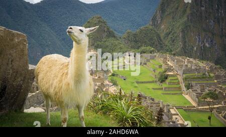 Lama sauvage dans la ville de Machu Picchu Banque D'Images
