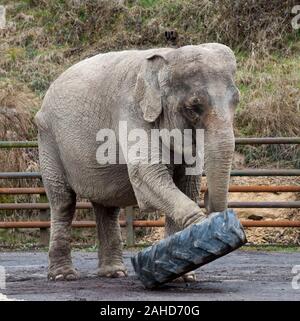 Anne l'ancien éléphant de cirque heureuse de vous rafraîchir avec un tas de sable à sa nouvelle maison dans Parc Longleat, Wiltshire. Elle a été sauvée par les militants des droits des animaux à la suite de séquences vidéo troublante de la brutalité infligée sur elle pendant sa vie avec le cirque. Banque D'Images