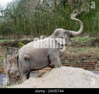 Anne l'ancien éléphant de cirque heureuse de vous rafraîchir avec un tas de sable à sa nouvelle maison dans Parc Longleat, Wiltshire. Elle a été sauvée par les militants des droits des animaux à la suite de séquences vidéo troublante de la brutalité infligée sur elle pendant sa vie avec le cirque. Banque D'Images