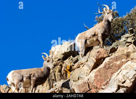 Mouflons pâturage sur l'herbe de la montagne et de la mousse sur les hautes falaises de Waterton Canyon Colorado en hiver Banque D'Images