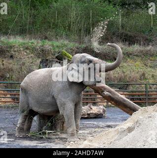 Anne l'ancien éléphant de cirque heureuse de vous rafraîchir avec un tas de sable à sa nouvelle maison dans Parc Longleat, Wiltshire. Elle a été sauvée par les militants des droits des animaux à la suite de séquences vidéo troublante de la brutalité infligée sur elle pendant sa vie avec le cirque. Banque D'Images