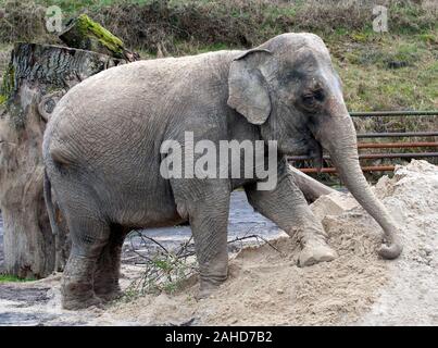 Anne l'ancien éléphant de cirque heureuse de vous rafraîchir avec un tas de sable à sa nouvelle maison dans Parc Longleat, Wiltshire. Elle a été sauvée par les militants des droits des animaux à la suite de séquences vidéo troublante de la brutalité infligée sur elle pendant sa vie avec le cirque. Banque D'Images