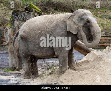 Anne l'ancien éléphant de cirque heureuse de vous rafraîchir avec un tas de sable à sa nouvelle maison dans Parc Longleat, Wiltshire. Elle a été sauvée par les militants des droits des animaux à la suite de séquences vidéo troublante de la brutalité infligée sur elle pendant sa vie avec le cirque. Banque D'Images