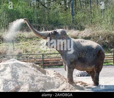 Anne l'ancien éléphant de cirque heureuse de vous rafraîchir avec un tas de sable à sa nouvelle maison dans Parc Longleat, Wiltshire. Elle a été sauvée par les militants des droits des animaux à la suite de séquences vidéo troublante de la brutalité infligée sur elle pendant sa vie avec le cirque. Banque D'Images