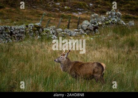 Red Deer stag ( Cervus elaphus ) dans les Highlands d'Ecosse Sutherland UK Banque D'Images