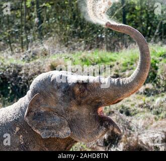Anne l'ancien éléphant de cirque heureuse de vous rafraîchir avec un tas de sable à sa nouvelle maison dans Parc Longleat, Wiltshire. Elle a été sauvée par les militants des droits des animaux à la suite de séquences vidéo troublante de la brutalité infligée sur elle pendant sa vie avec le cirque. Banque D'Images