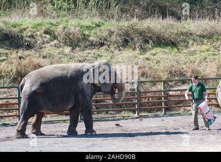 Anne l'ancien éléphant de cirque heureuse de vous rafraîchir avec un tas de sable à sa nouvelle maison dans Parc Longleat, Wiltshire. Elle a été sauvée par les militants des droits des animaux à la suite de séquences vidéo troublante de la brutalité infligée sur elle pendant sa vie avec le cirque. Banque D'Images