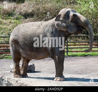 Anne l'ancien éléphant de cirque heureuse de vous rafraîchir avec un tas de sable à sa nouvelle maison dans Parc Longleat, Wiltshire. Elle a été sauvée par les militants des droits des animaux à la suite de séquences vidéo troublante de la brutalité infligée sur elle pendant sa vie avec le cirque. Banque D'Images