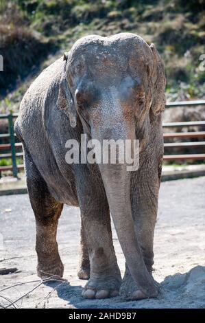 Anne l'ancien éléphant de cirque heureuse de vous rafraîchir avec un tas de sable à sa nouvelle maison dans Parc Longleat, Wiltshire. Elle a été sauvée par les militants des droits des animaux à la suite de séquences vidéo troublante de la brutalité infligée sur elle pendant sa vie avec le cirque. Banque D'Images