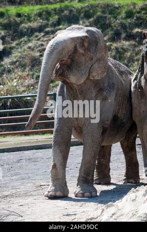 Anne l'ancien éléphant de cirque heureuse de vous rafraîchir avec un tas de sable à sa nouvelle maison dans Parc Longleat, Wiltshire. Elle a été sauvée par les militants des droits des animaux à la suite de séquences vidéo troublante de la brutalité infligée sur elle pendant sa vie avec le cirque. Banque D'Images