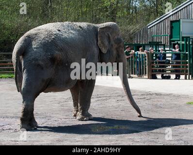 Anne l'ancien éléphant de cirque heureuse de vous rafraîchir avec un tas de sable à sa nouvelle maison dans Parc Longleat, Wiltshire. Elle a été sauvée par les militants des droits des animaux à la suite de séquences vidéo troublante de la brutalité infligée sur elle pendant sa vie avec le cirque. Banque D'Images