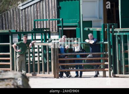 Anne l'ancien éléphant de cirque heureuse de vous rafraîchir avec un tas de sable à sa nouvelle maison dans Parc Longleat, Wiltshire. Elle a été sauvée par les militants des droits des animaux à la suite de séquences vidéo troublante de la brutalité infligée sur elle pendant sa vie avec le cirque. Banque D'Images