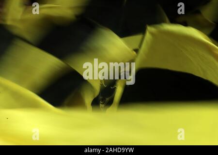 Watford, Royaume-Uni. 28 Dec, 2019. Watford fans vague les drapeaux avant la Premier League match entre Watford et Aston Villa à Vicarage Road, Watford le samedi 28 décembre 2019. (Crédit : Leila Coker | MI News) photographie peut uniquement être utilisé pour les journaux et/ou magazines fins éditoriales, licence requise pour l'usage commercial Crédit : MI News & Sport /Alamy Live News Banque D'Images