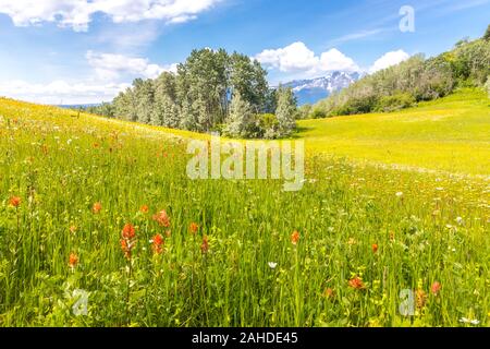 De luxuriantes prairies avec indian paintbrush fleurs, arbres et montagnes couvertes de neige dans le dos. Banque D'Images