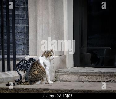 Larry le chat de Downing Street, chef Mouser, est assis devant la porte à n° 10, London, UK Banque D'Images