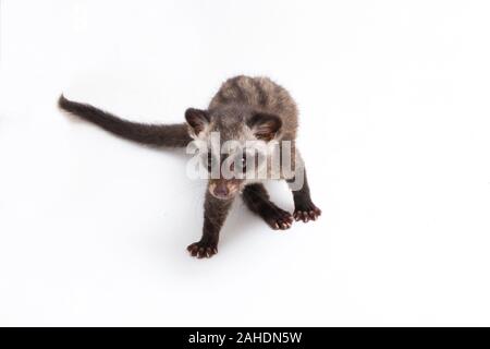 Le bébé palm civet asiatique ou luwak (Paradoxurus hermaphroditus) est un viverrid originaire d'Asie du Sud et du sud-est. isolé sur fond blanc Banque D'Images