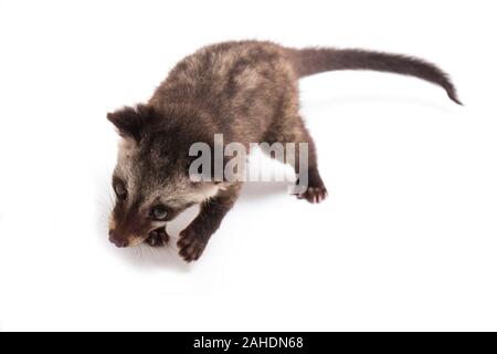 Le bébé palm civet asiatique ou luwak (Paradoxurus hermaphroditus) est un viverrid originaire d'Asie du Sud et du sud-est. isolé sur fond blanc Banque D'Images