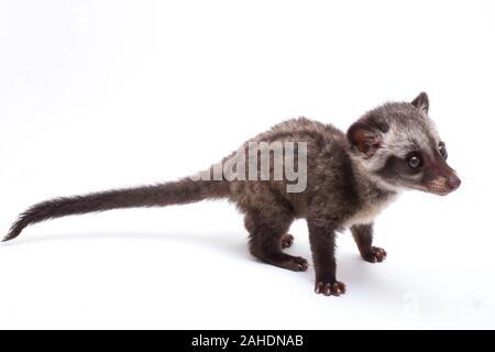 Le bébé palm civet asiatique ou luwak (Paradoxurus hermaphroditus) est un viverrid originaire d'Asie du Sud et du sud-est. isolé sur fond blanc Banque D'Images