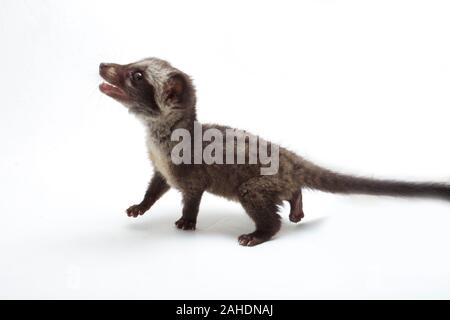Le bébé palm civet asiatique ou luwak (Paradoxurus hermaphroditus) est un viverrid originaire d'Asie du Sud et du sud-est. isolé sur fond blanc Banque D'Images