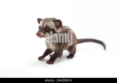 Le bébé palm civet asiatique ou luwak (Paradoxurus hermaphroditus) est un viverrid originaire d'Asie du Sud et du sud-est. isolé sur fond blanc Banque D'Images