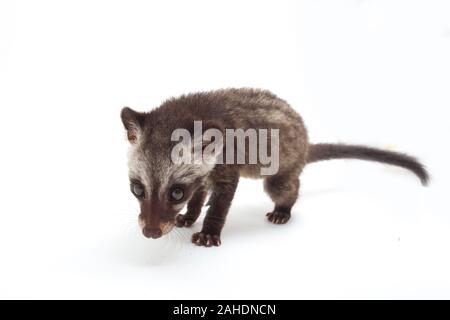 Le bébé palm civet asiatique ou luwak (Paradoxurus hermaphroditus) est un viverrid originaire d'Asie du Sud et du sud-est. isolé sur fond blanc Banque D'Images