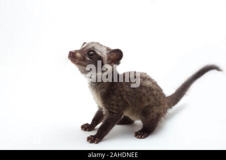 Le bébé palm civet asiatique ou luwak (Paradoxurus hermaphroditus) est un viverrid originaire d'Asie du Sud et du sud-est. isolé sur fond blanc Banque D'Images