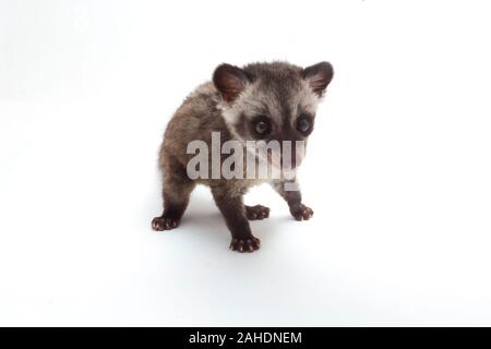 Le bébé palm civet asiatique ou luwak (Paradoxurus hermaphroditus) est un viverrid originaire d'Asie du Sud et du sud-est. isolé sur fond blanc Banque D'Images