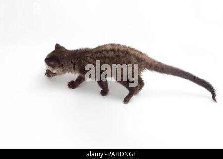 Le bébé palm civet asiatique ou luwak (Paradoxurus hermaphroditus) est un viverrid originaire d'Asie du Sud et du sud-est. isolé sur fond blanc Banque D'Images