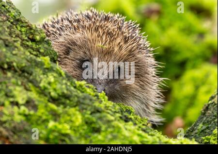 Hedgehog (nom scientifique : Erinaceus europaeus) indigènes, sauvages,European hedgehog face à l'avant et plus d'un tronc d'arbre lorgnant avec mousse verte. Paysage Banque D'Images