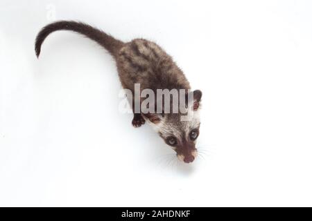 Le bébé palm civet asiatique ou luwak (Paradoxurus hermaphroditus) est un viverrid originaire d'Asie du Sud et du sud-est. isolé sur fond blanc Banque D'Images